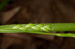 Flat spiked sedge